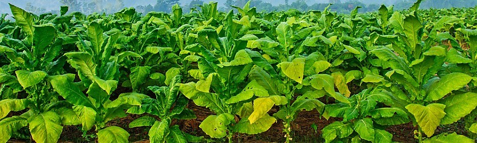 Восточные ароматы